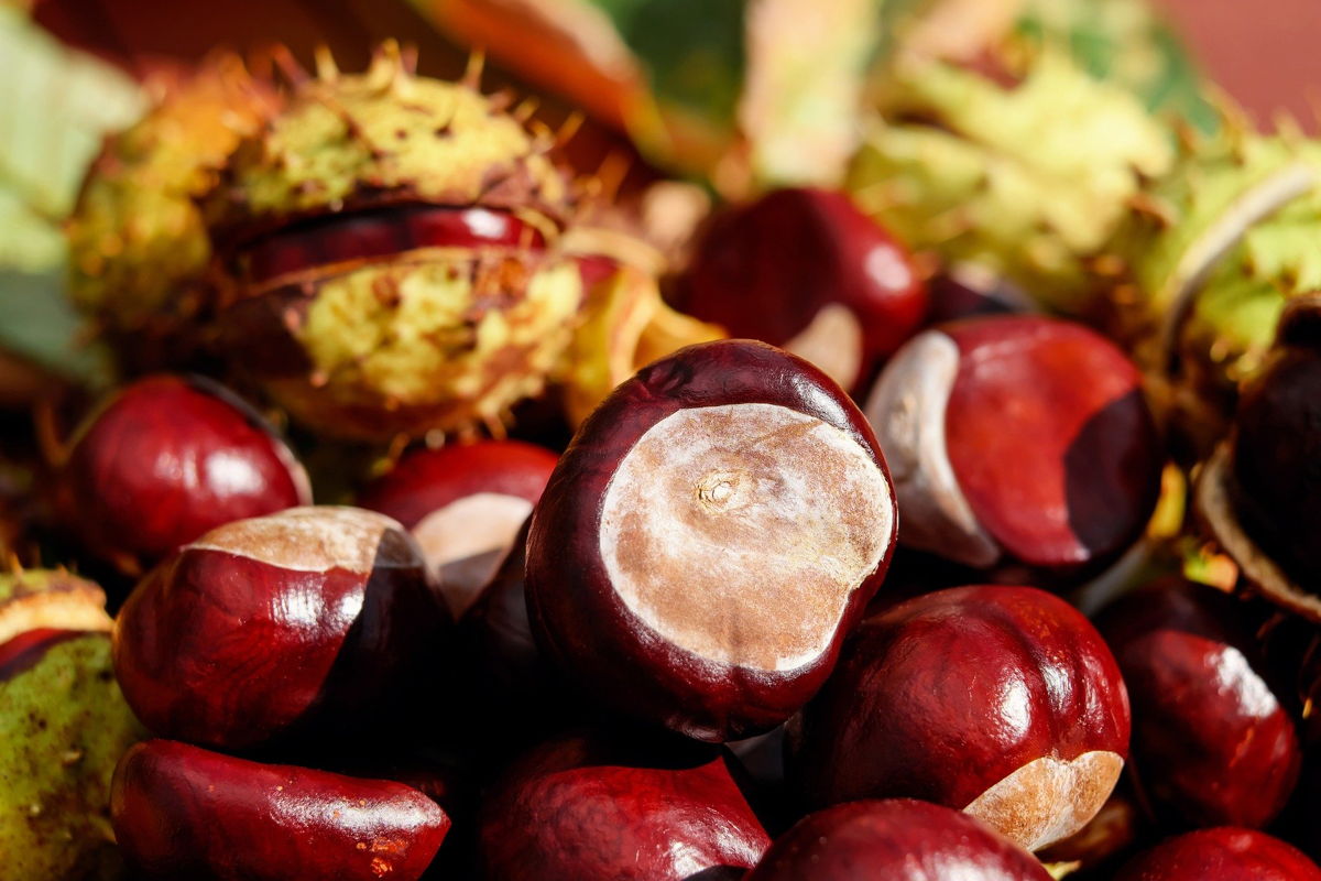 castagne team building novembre
