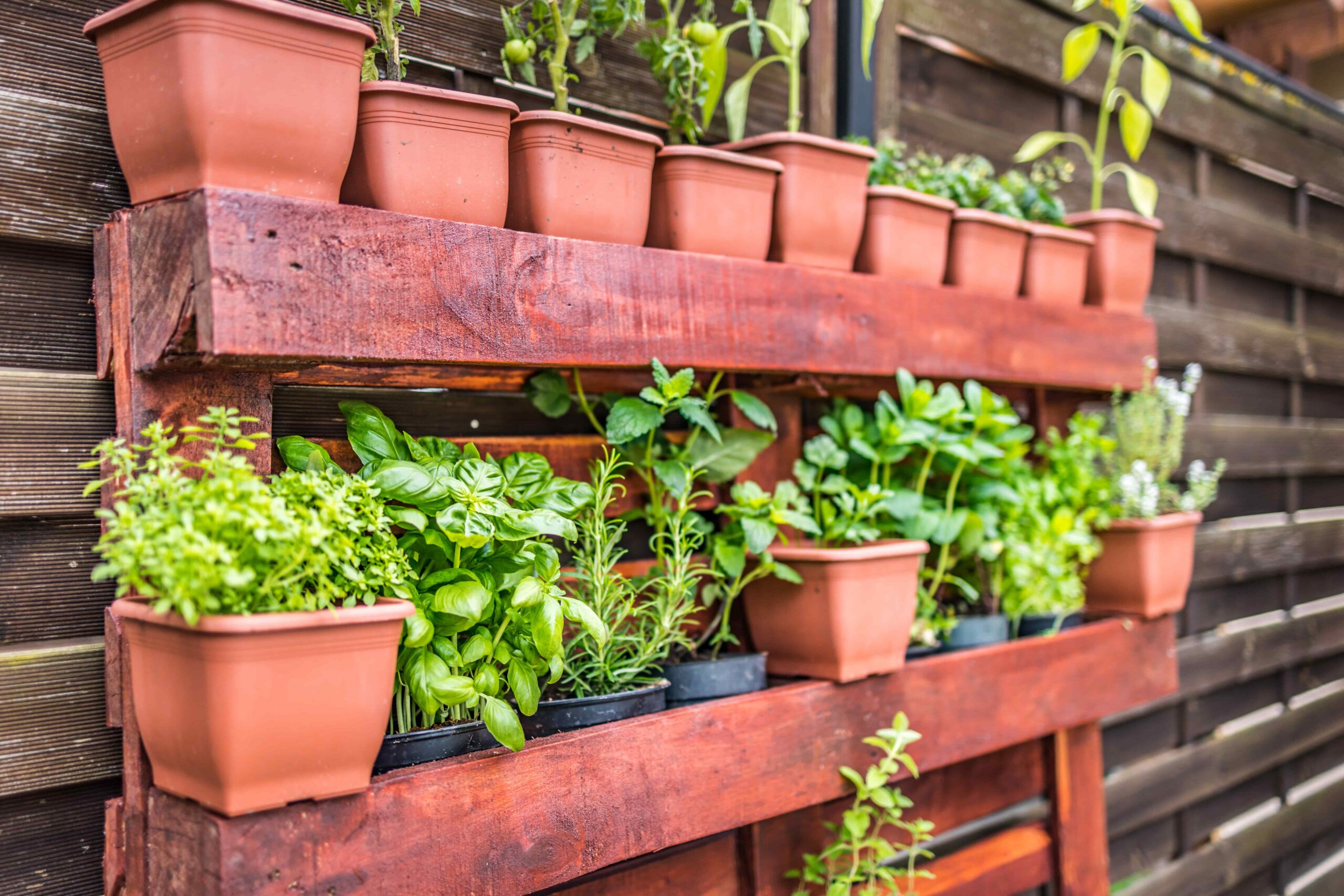 Giardino verticale