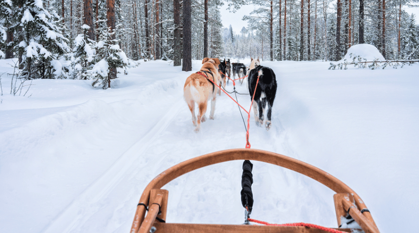 Slitta trainata dai cani durante Team Building Alto Adige