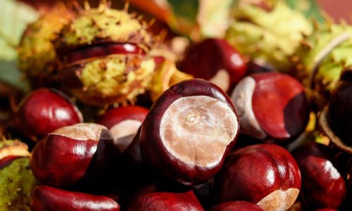castagne team building novembre