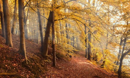foresta team-building-ottobre