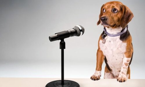 publicspeaking01